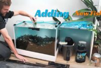 add new fish to tank