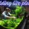 Adding live plants